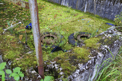 Moss on grass by tree
