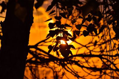 Close-up of silhouette tree against sky during sunset