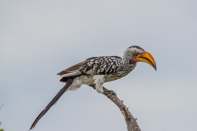 Low angle view of bird perching on branch against sky