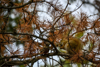 Low angle view of pine tree