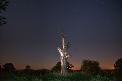 Plant growing on field against sky at night