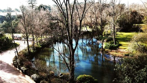 Reflection of trees in pond