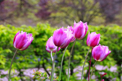 Close-up of pink flowering plant