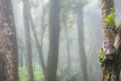 Monkey on tree in forest