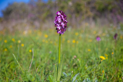 The flower of orchis purpurea, the lady orchid