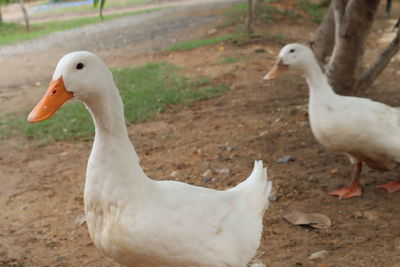 View of birds on land