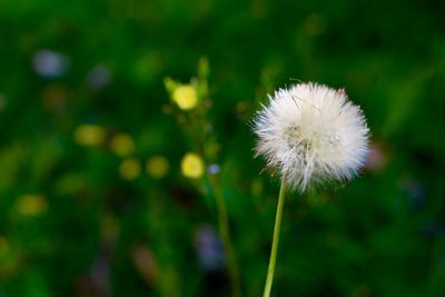 Close-up of dandelion