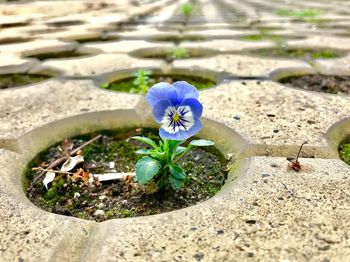 High angle view of flowering plant on land