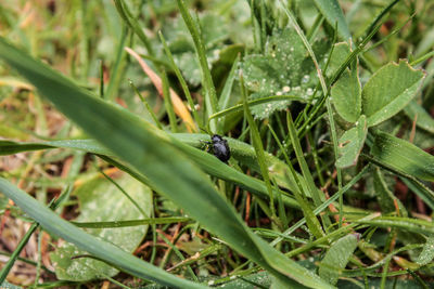 High angle view of insect on plant