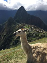 View of a llama on mountain landscape