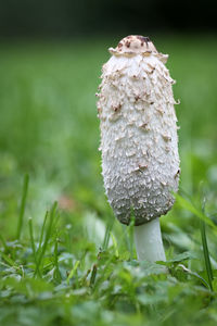 Close-up of mushroom growing on field