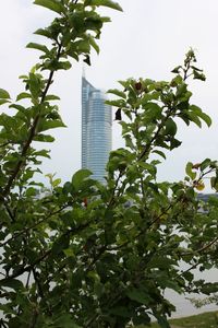 Low angle view of trees and buildings against sky