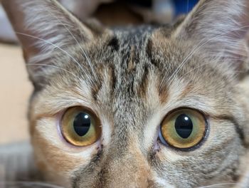 pet