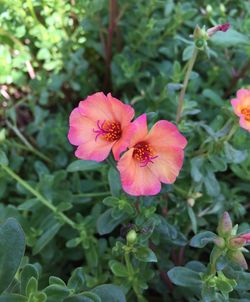 Close-up of pink flower