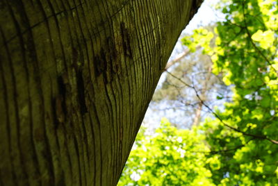 Close-up of tree trunk