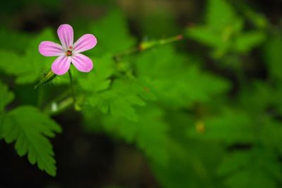 Close-up of pink flower blooming outdoors