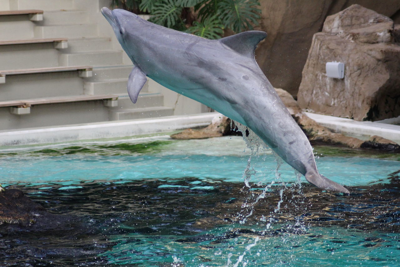 VIEW OF AN ANIMAL SWIMMING IN POOL