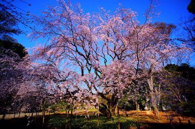 Pink flowers blooming on field