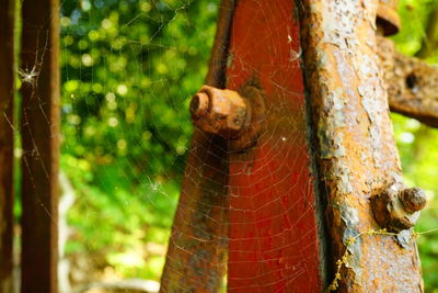 Close-up of insect on tree trunk