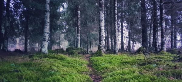 Scenic view of forest