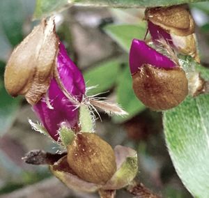 Close-up of flowers