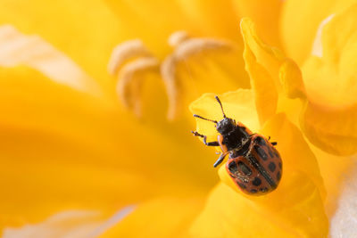 Close-up of ladybug pollinating on flower