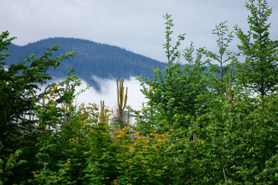Trees in forest against sky