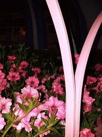 Close-up of pink flowers