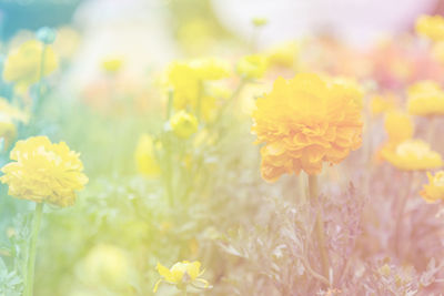 Close-up of yellow flowering plant