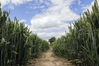 Dirt road passing through field