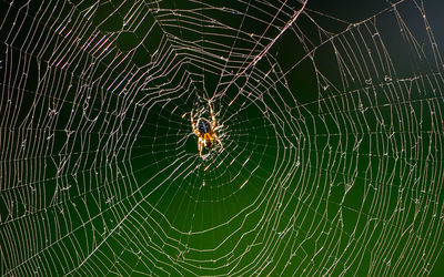 Close-up of spider web