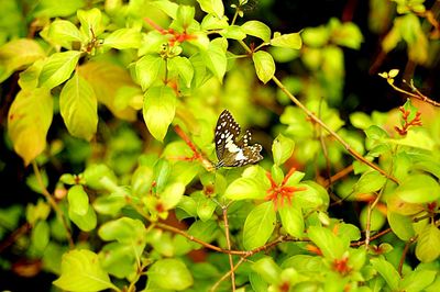 Close-up of butterfly perching on plant