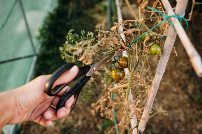 Cropped hand of man holding fruit