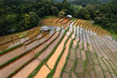 High angle view of road amidst trees