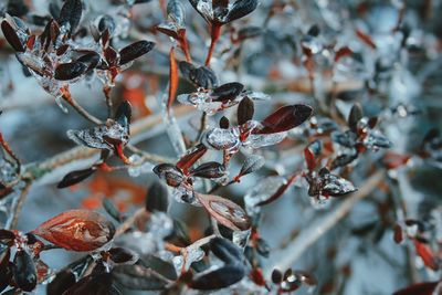 Close-up of frozen plant