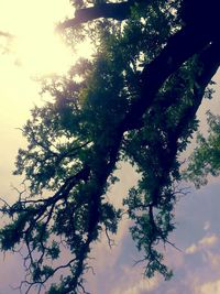 Low angle view of trees against sky