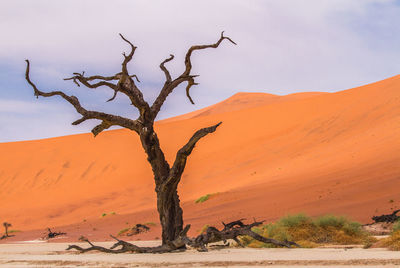 Dead tree on sand dune against sky
