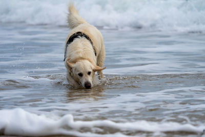 Dogs running in sea sandbanks