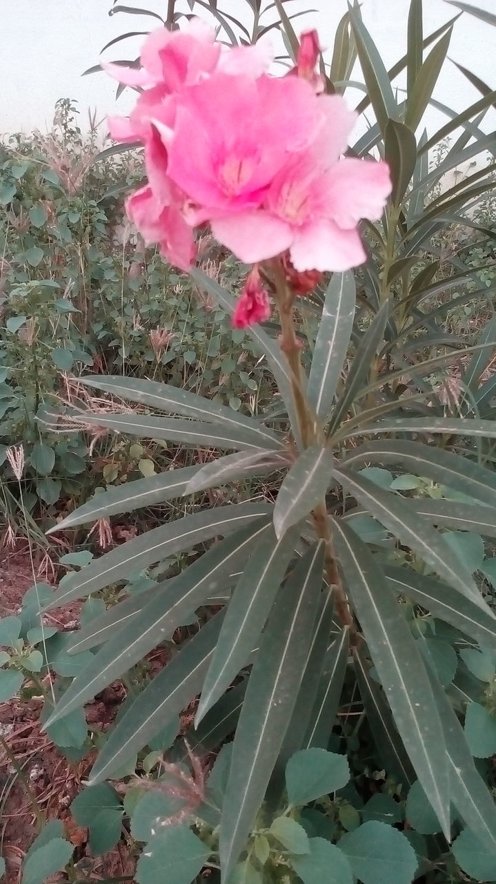 CLOSE-UP OF PINK ROSE FLOWER