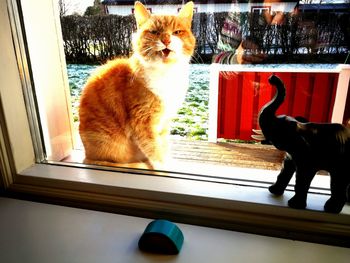 Cat sitting on window sill