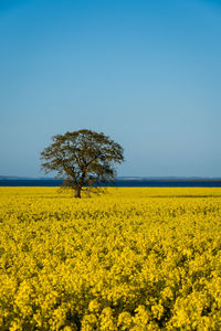 Scenic view of oilseed rape field against clear blue sky