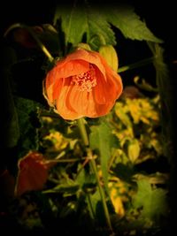 Close-up of flower blooming outdoors