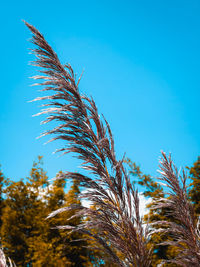 Low angle view of palm tree against clear blue sky