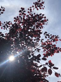 Low angle view of sunlight streaming through silhouette tree