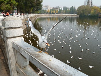 Seagulls flying over lake