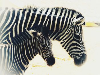 Close-up of zebra drinking