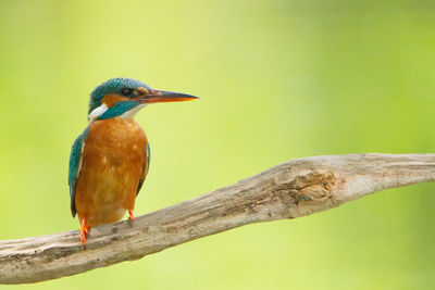 Close-up of bird perching on branch