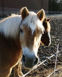 Close-up of a horse