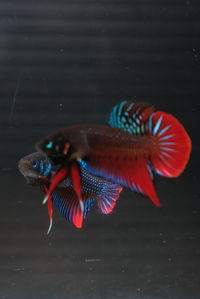 Close-up of fish swimming in sea