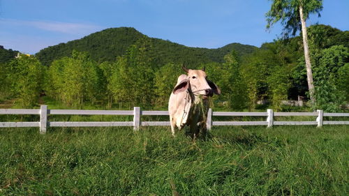 View of cow on field against sky